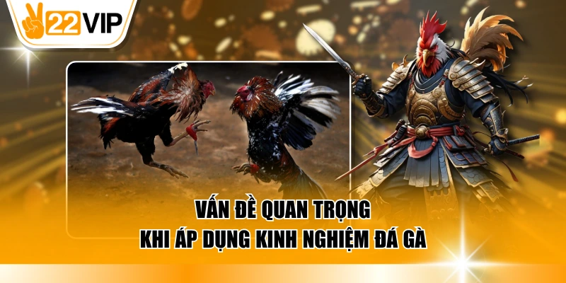 Vấn đề quan trọng khi áp dụng kinh nghiệm đá gà