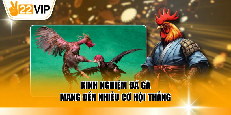 Kinh nghiệm đá gà mang đến nhiều cơ hội thắng