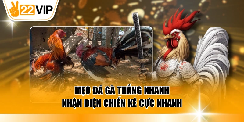 Mẹo đá gà thắng nhanh nhận diện chiến kê cực nhanh